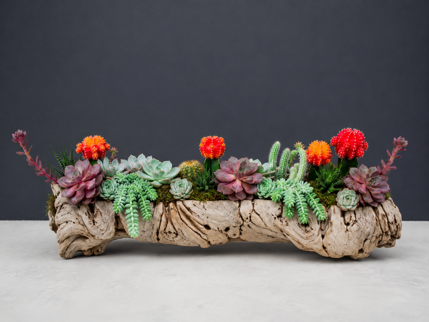 DesertOasisDriftwoodArrangement-PremiumCactus_SucculentGarden.png