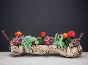 Desert Oasis Driftwood Arrangement