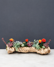 Desert Oasis Driftwood Arrangement