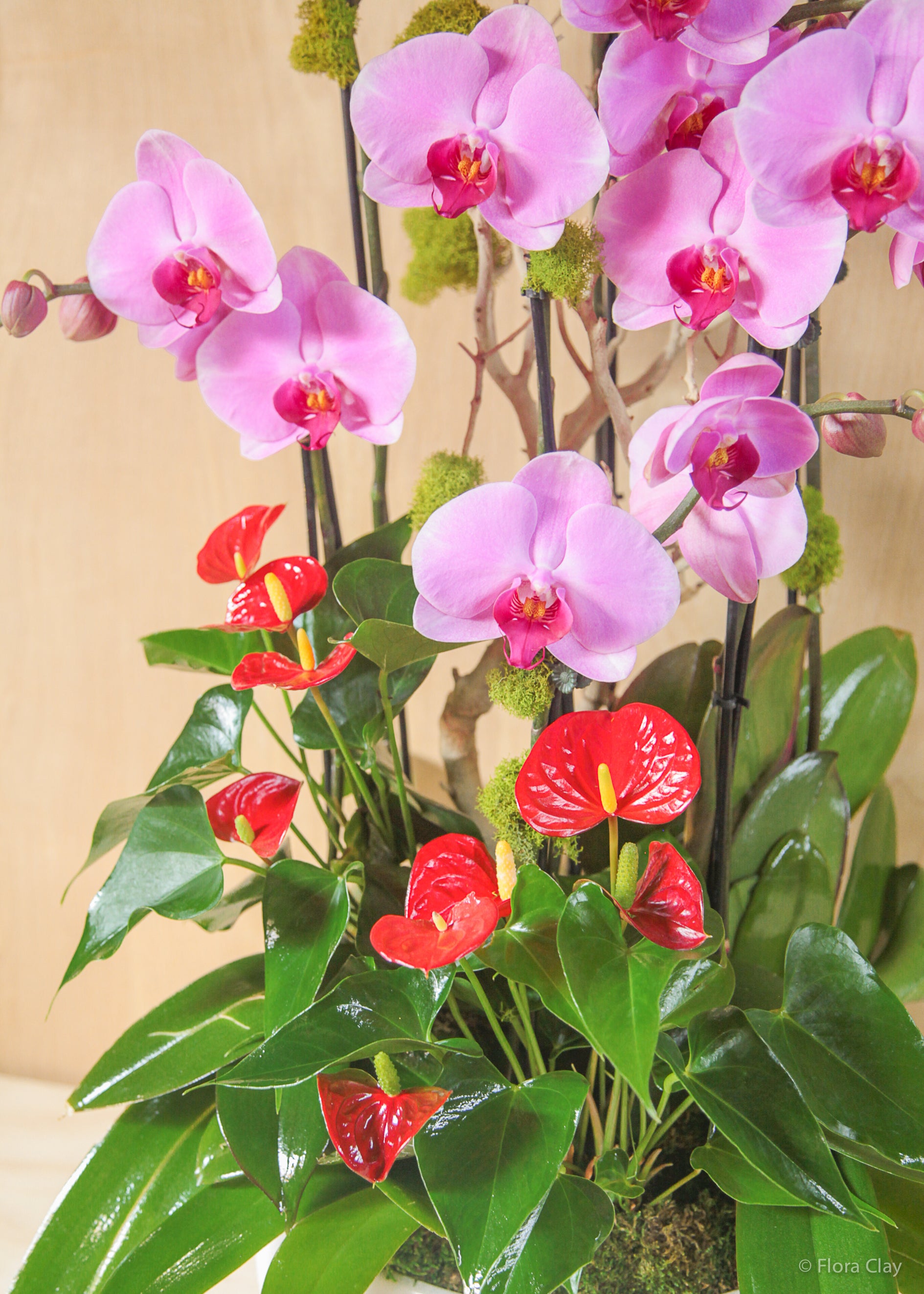 EMBRACE PINK ORCHID ARRANGEMENT