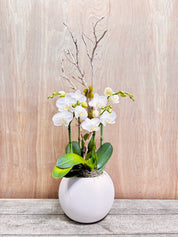 White orchid in a white pot on a wooden surface with a light wood panel background
