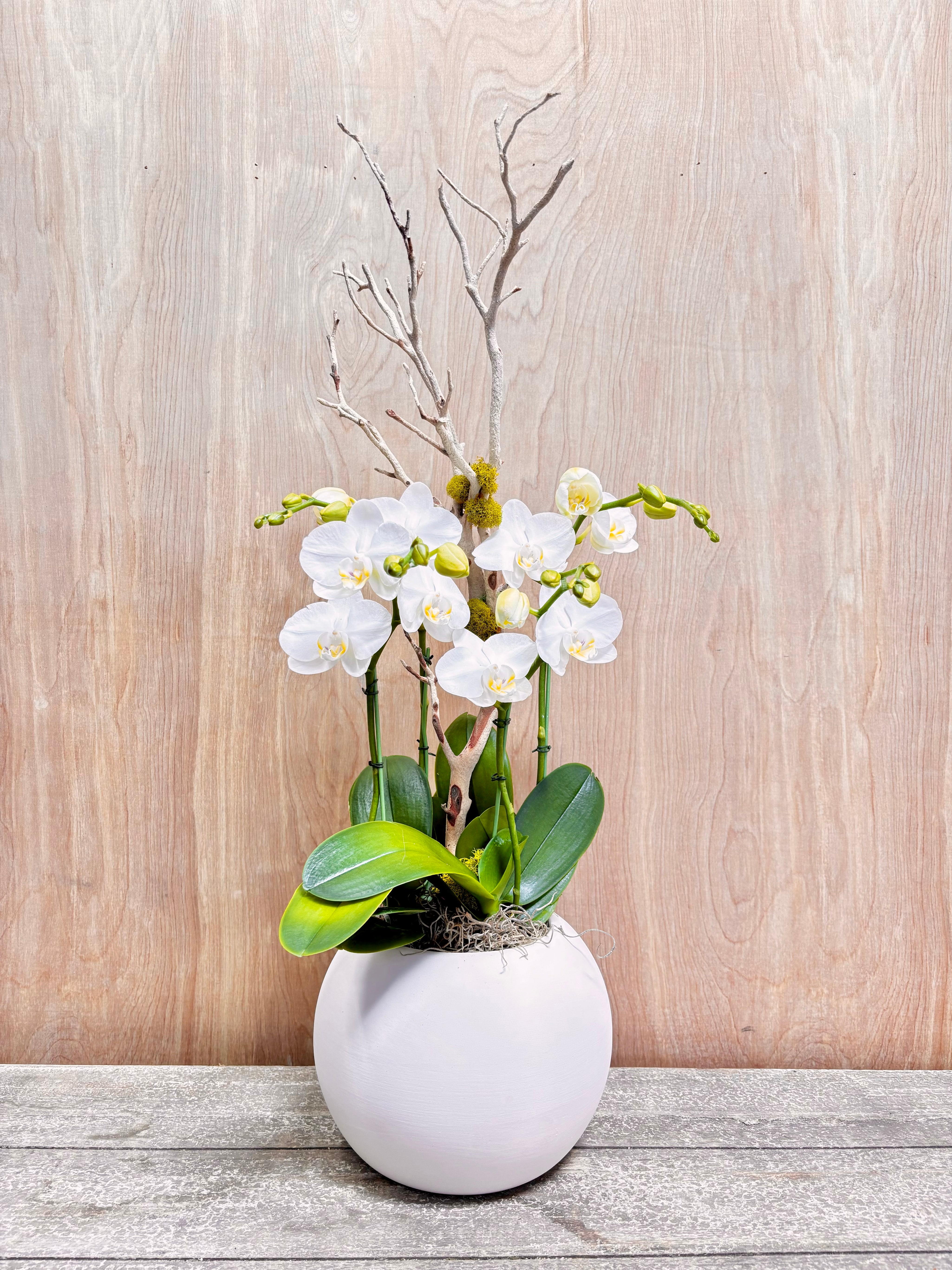 White orchid in a white pot on a wooden surface with a light wood panel background