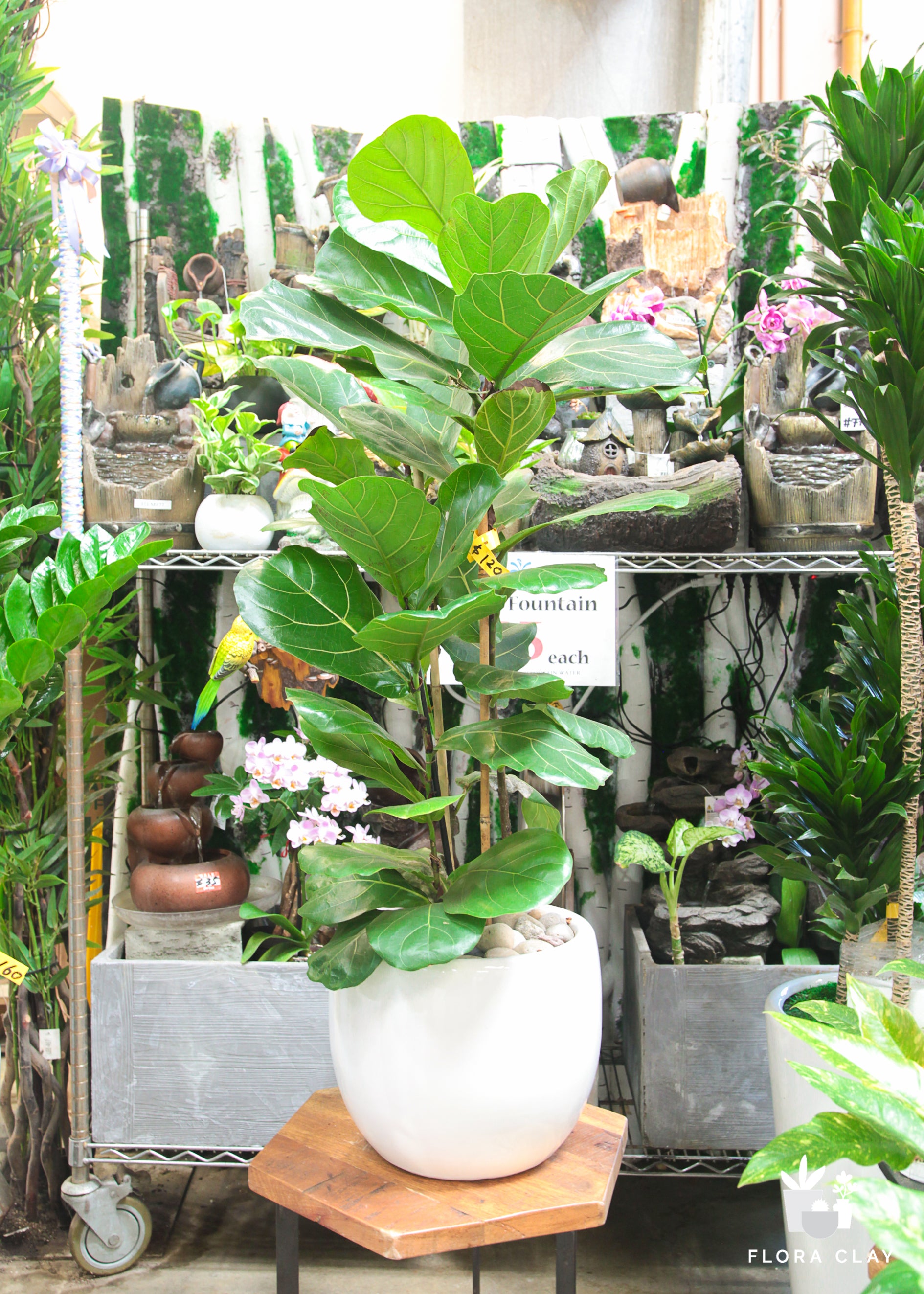 A potted Fiddle-leaf fig (Ficus lyrata) plant with green leaves, displayed in a garden center environment.