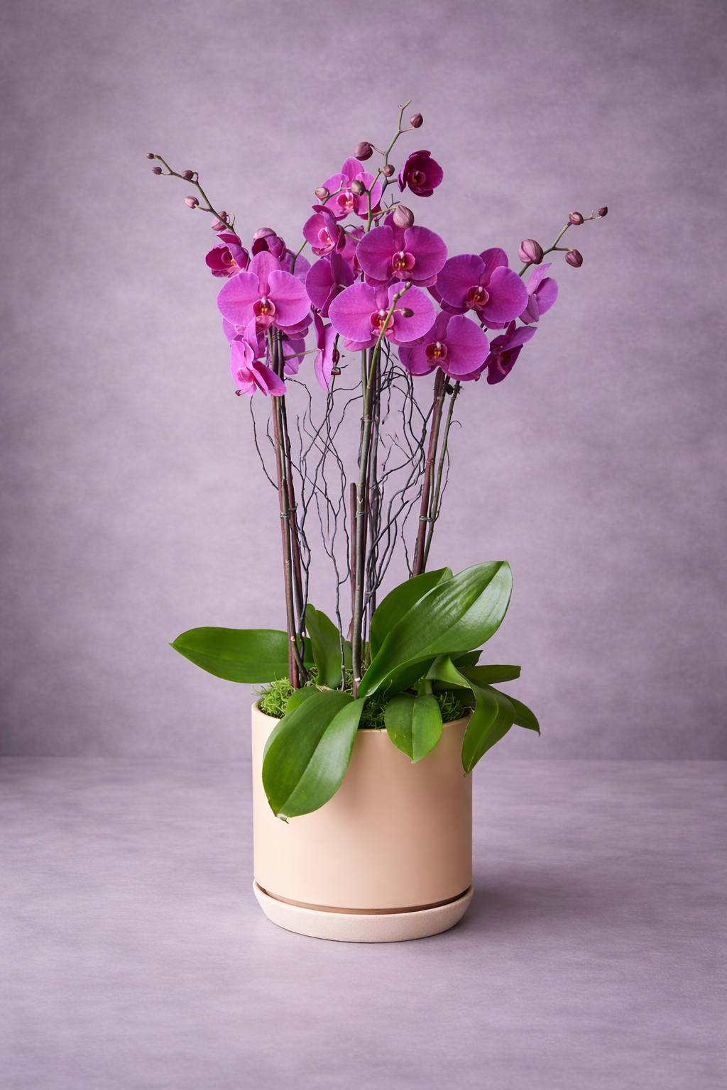 Potted orchid with purple flowers on a gray background