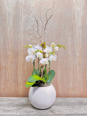 Pure Bloom