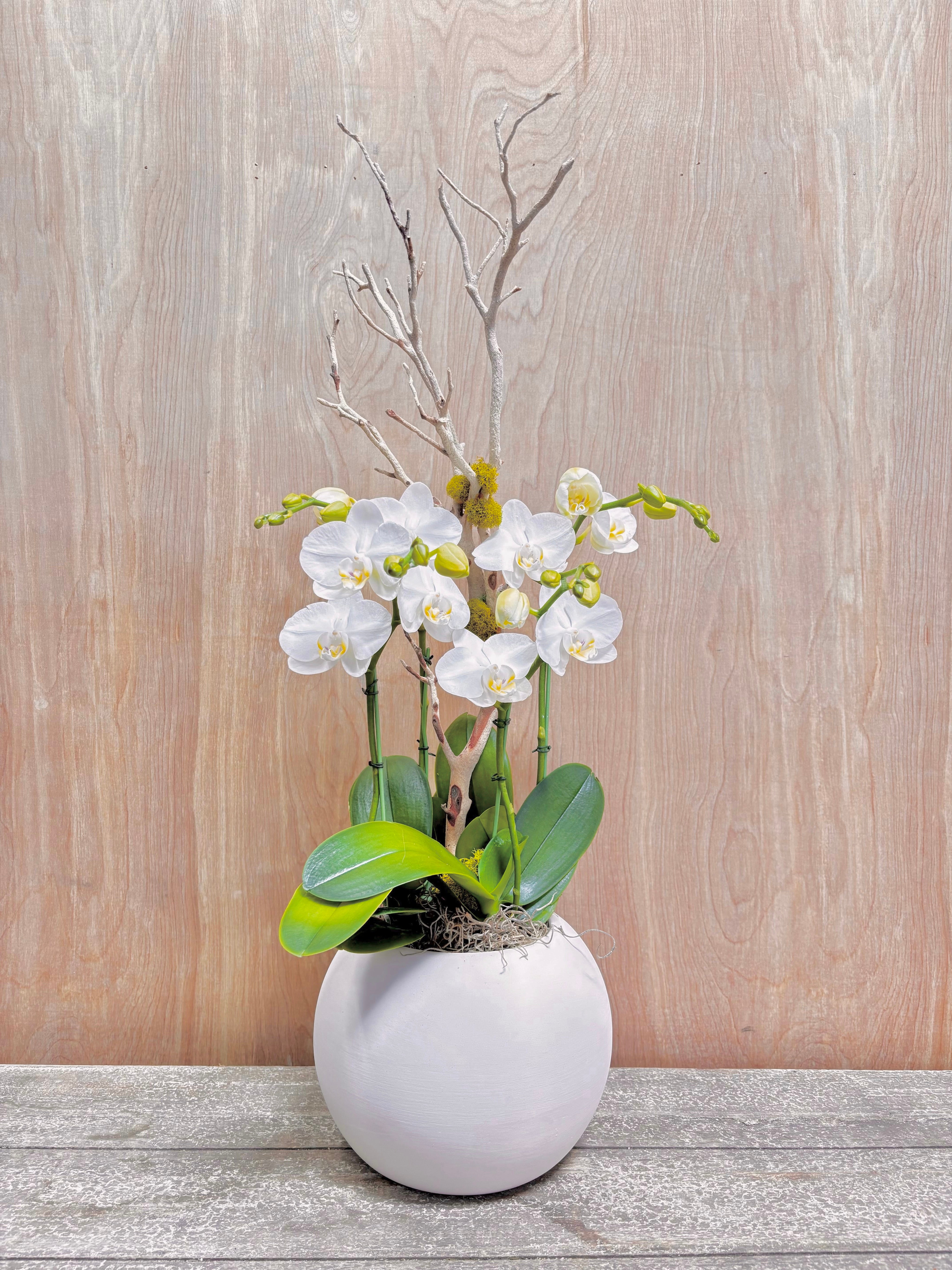 Pure Bloom