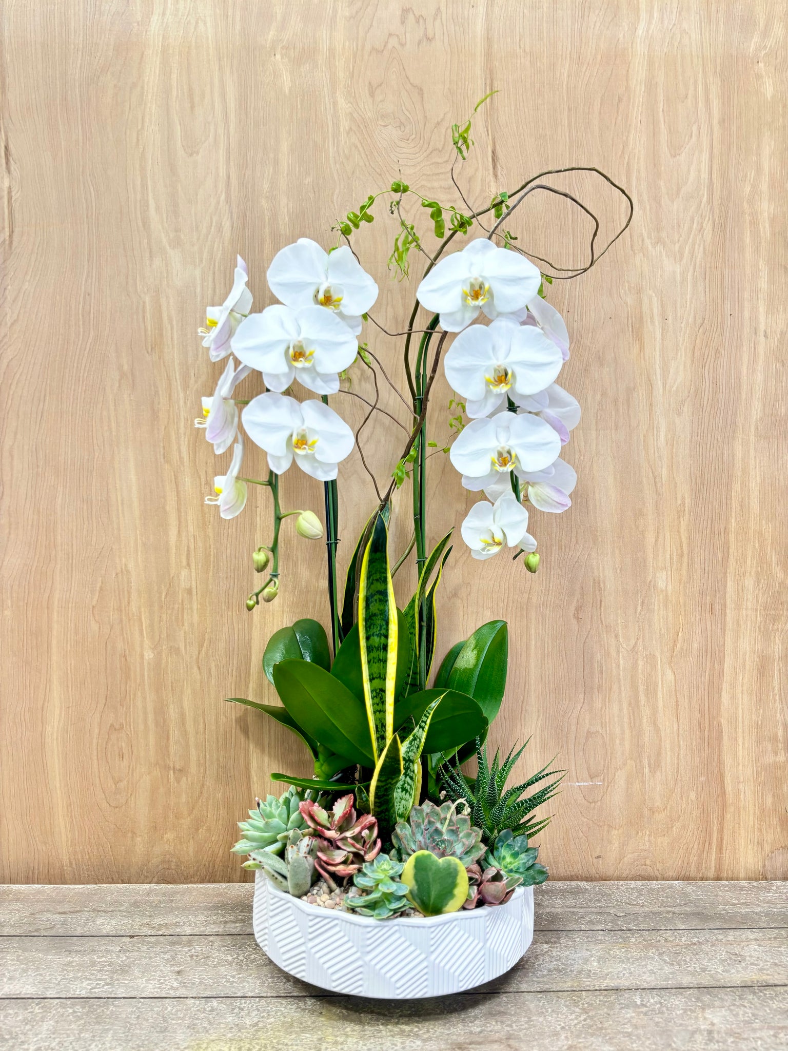 can you plant orchids with succulents Gaia Cascading Orchid Garden Arrangement