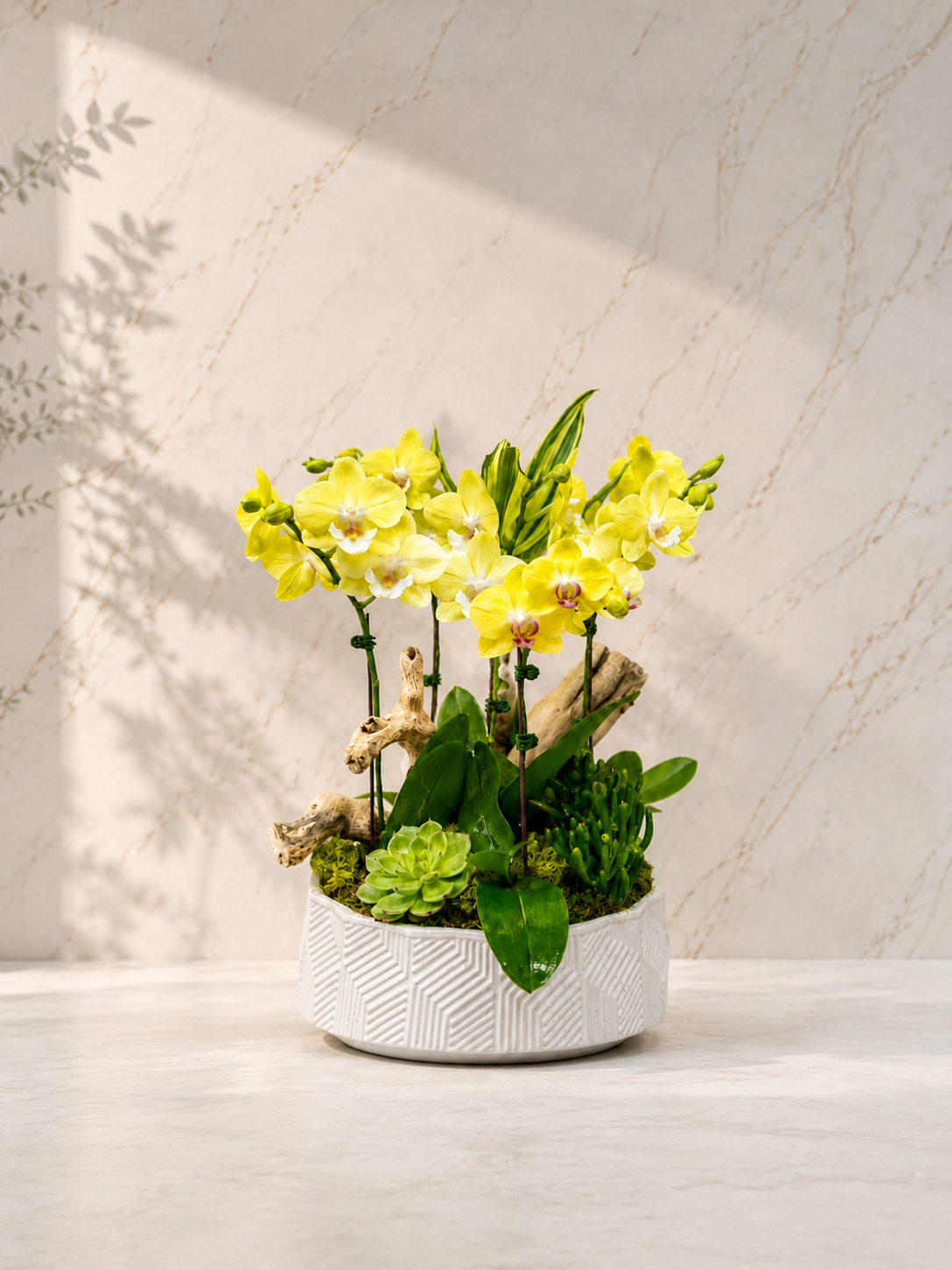 Golden Harmony Orchid & Succulent Arrangement
 1