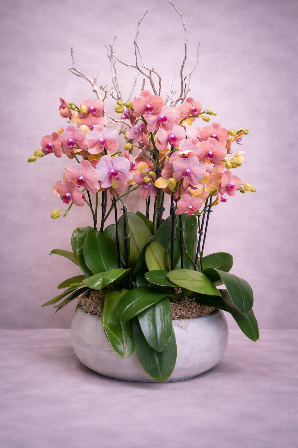 Pink orchids in a white pot on a light purple background