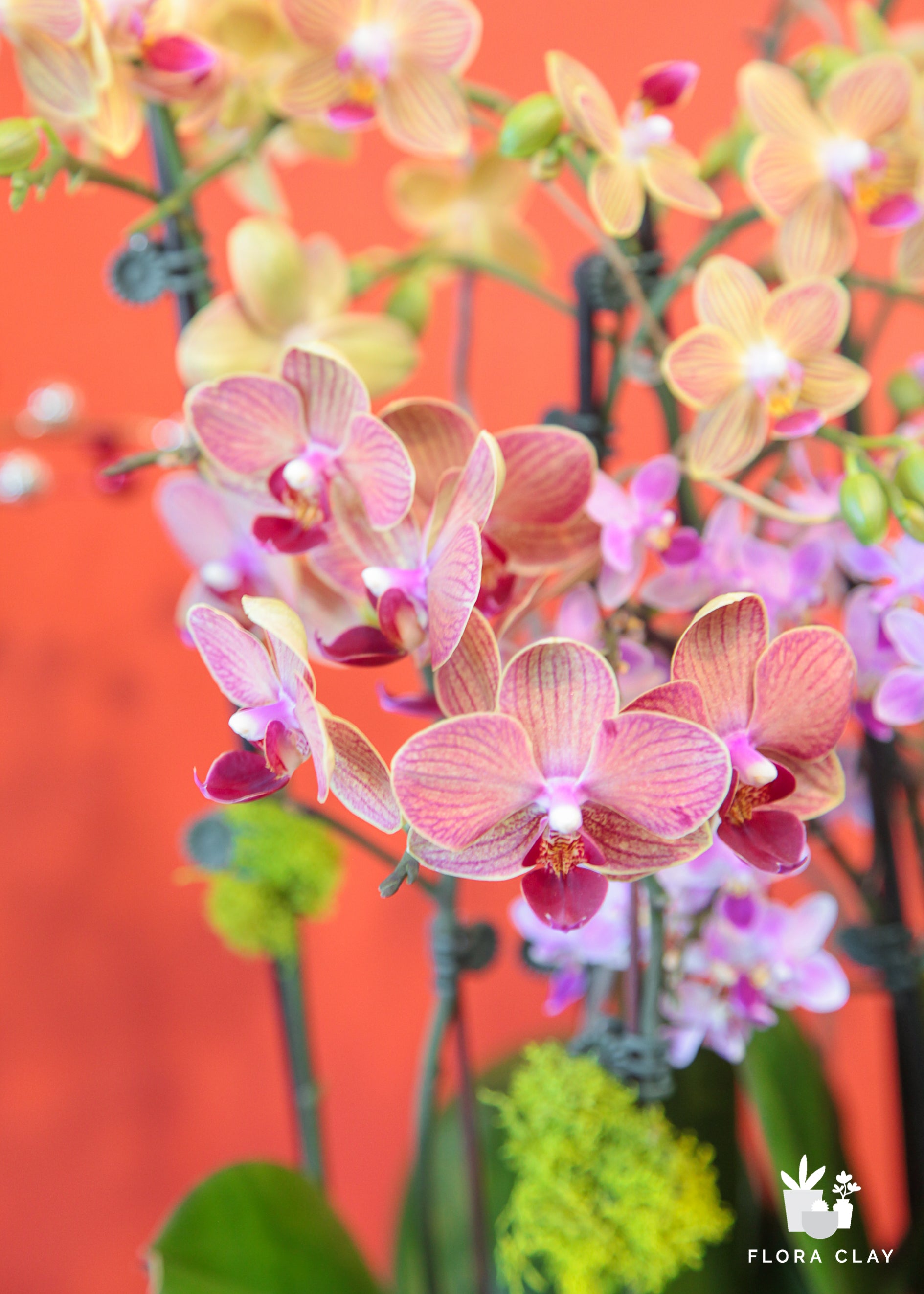 Happy Year Orchid Arrangement in a Silver Pot