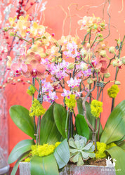 Happy Year Orchid Arrangement in a Silver Pot