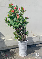 Crown of Thorns in white ceramic