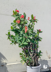 Crown of Thorns in white ceramic