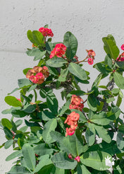 Crown of Thorns in white ceramic