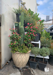 Giant Cacti Arrangement