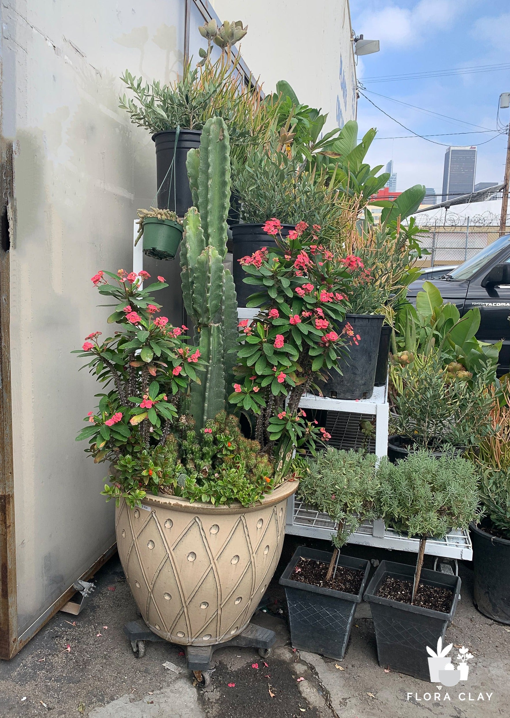 Giant Cacti Arrangement