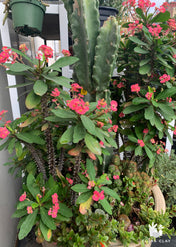 Giant Cacti Arrangement