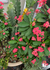 Giant Cacti Arrangement