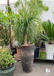 Large Ponytail Palm Arrangements