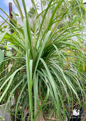 Large Ponytail Palm Arrangements
