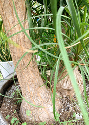 Large Ponytail Palm Arrangements