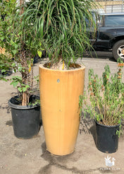 Large Ponytail Palm Arrangements