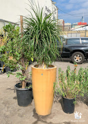 Large Ponytail Palm Arrangements