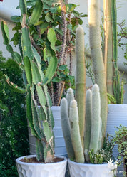Cactus Arrangement Set