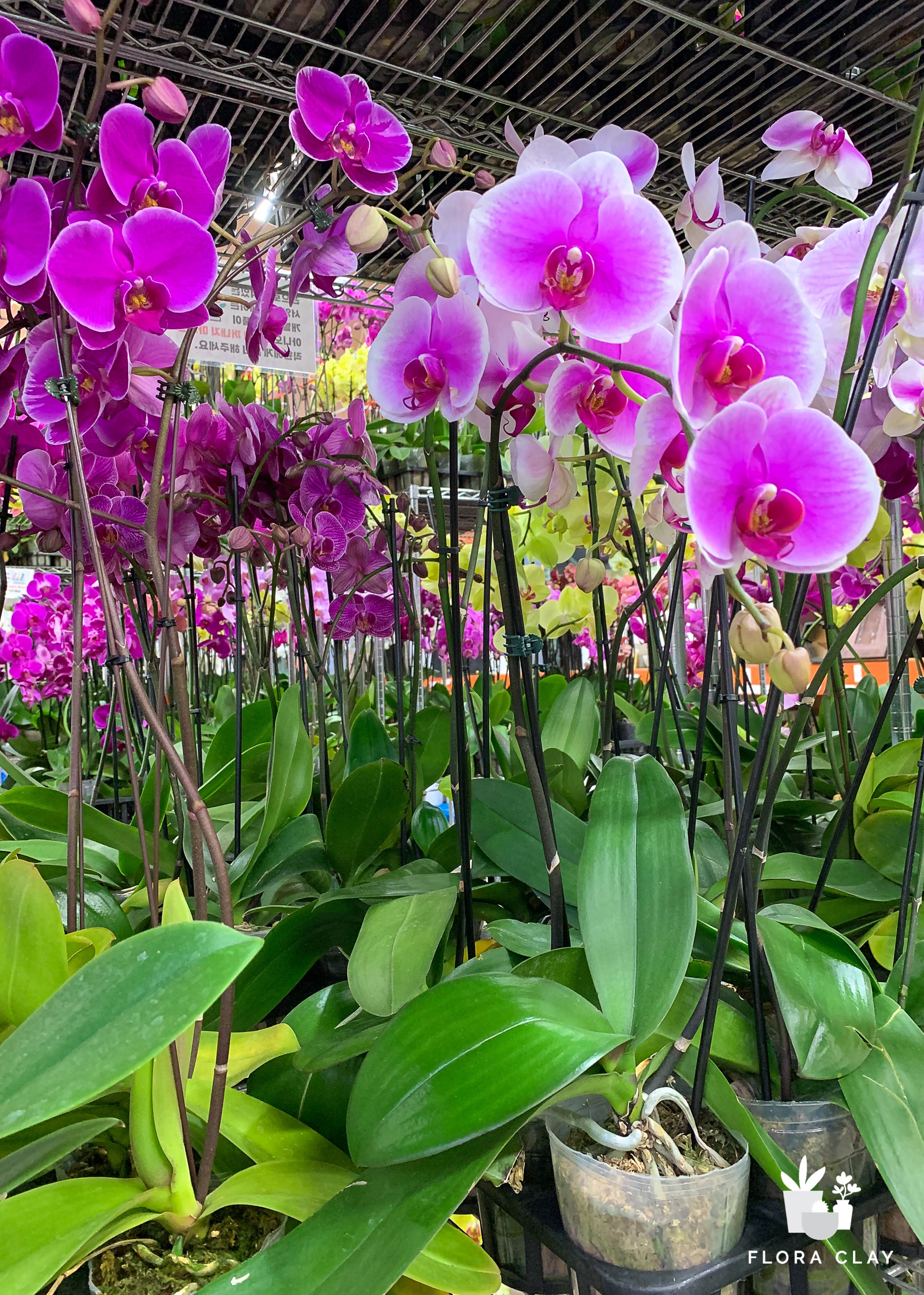 pots for orchid plants Regular Orchids 10 POTS