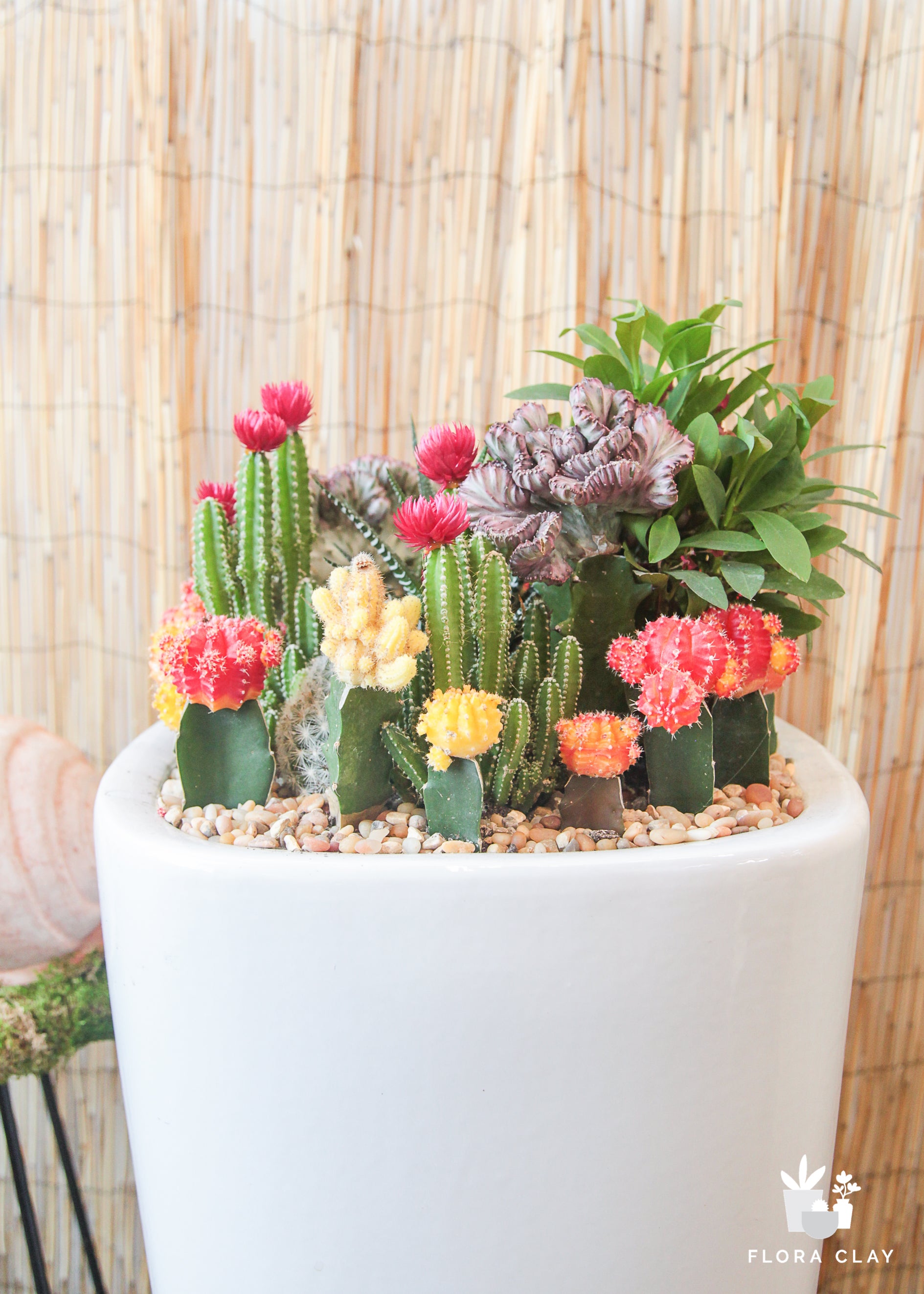 cactus and succulents together CactUS Together