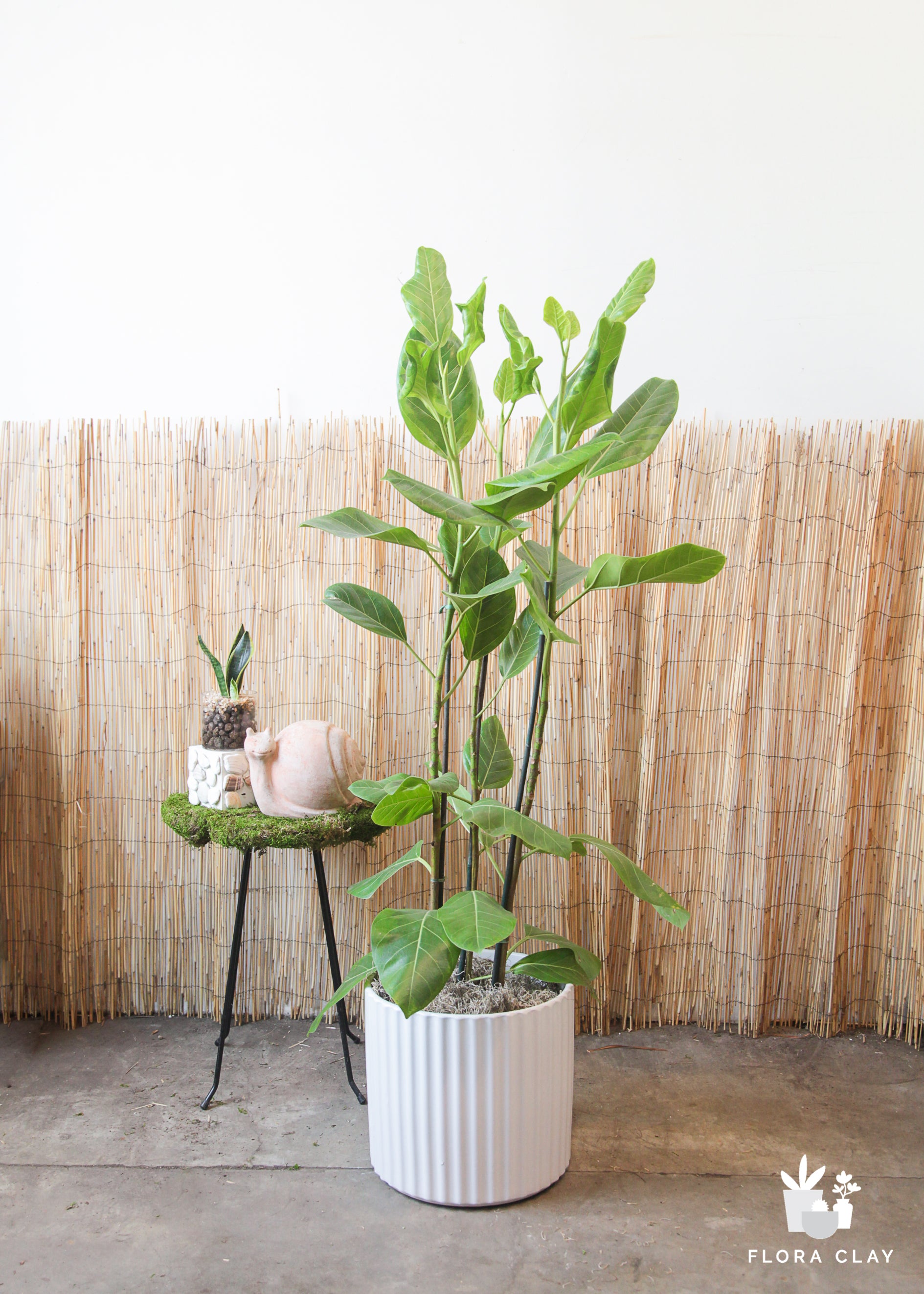Large Ficus Audrey