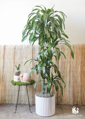 Dracaena Elegance 4 Cane in Lined Pot