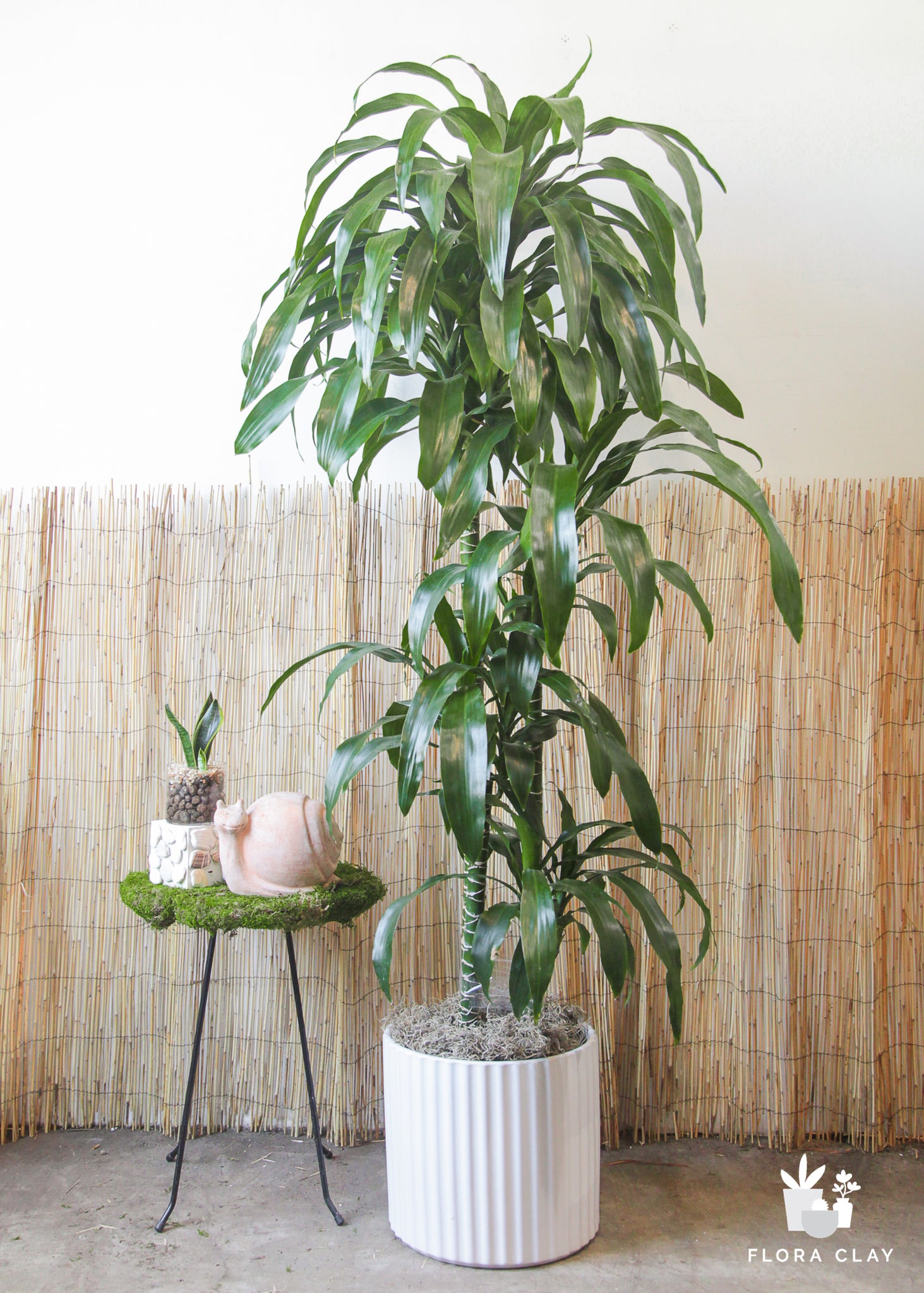 dracaena arrangement Dracaena Elegance 4 Cane in Lined Pot