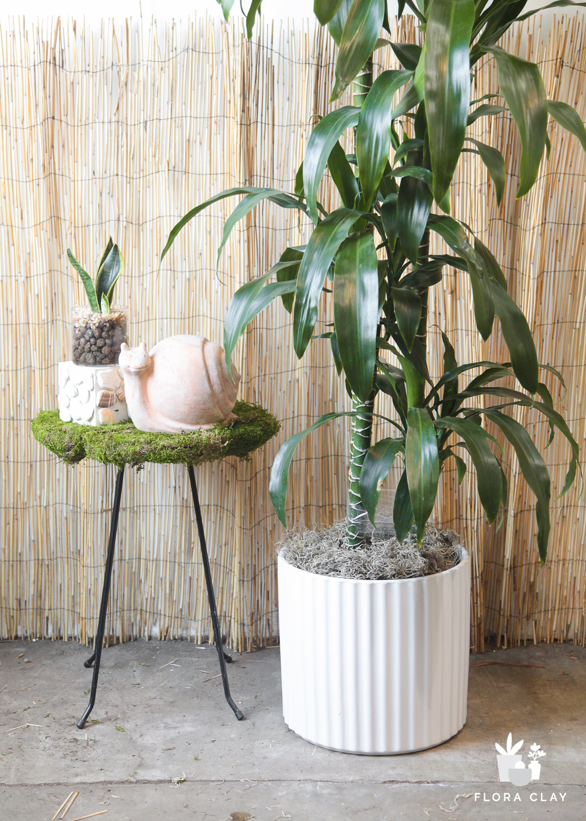 how to pot a dracaena plant Dracaena Elegance in Lined Pot