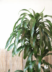 Dracaena Elegance 4 Cane in Lined Pot