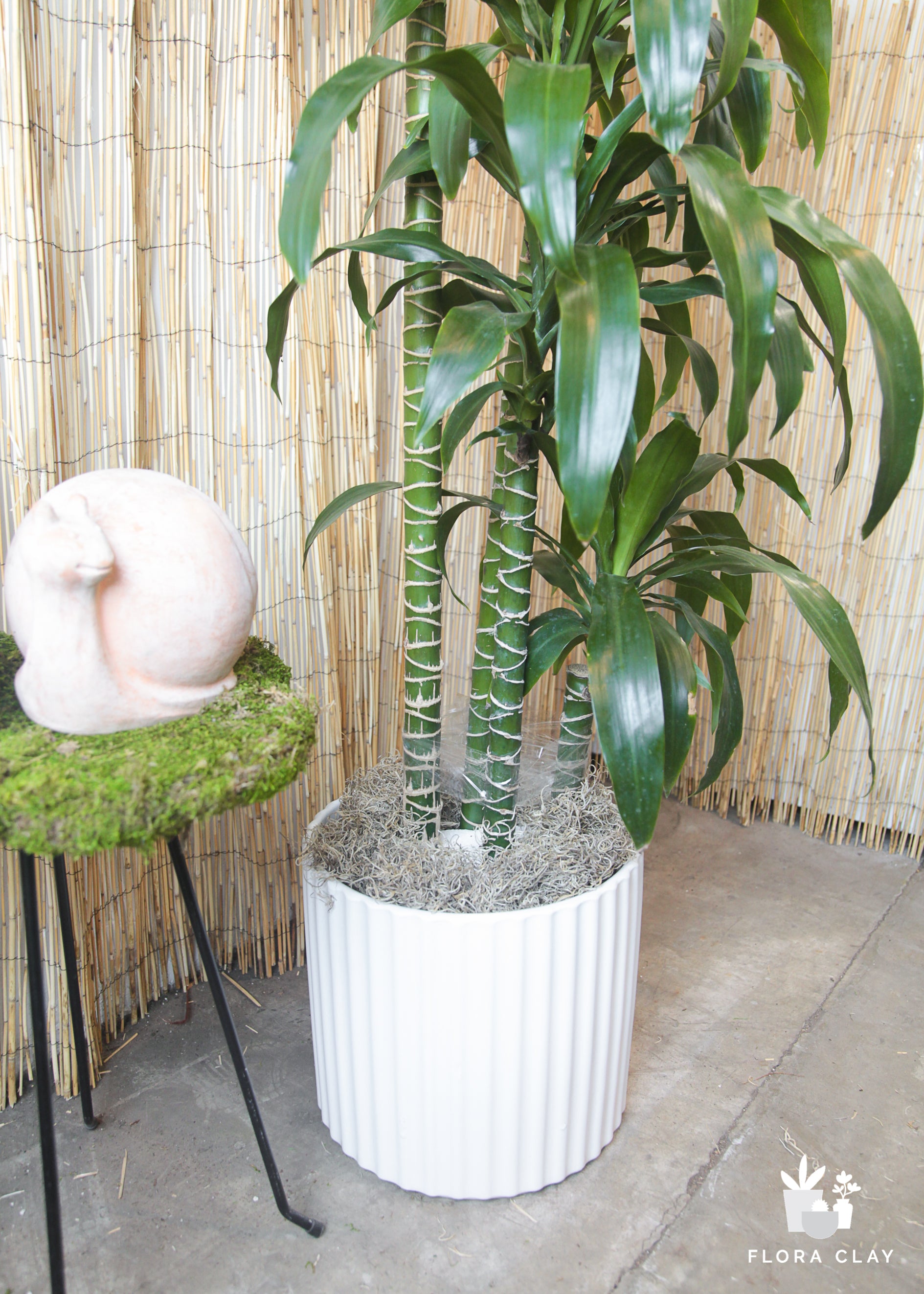 pot for dracaena plant Dracaena Elegance 4 Cane in Lined Pot