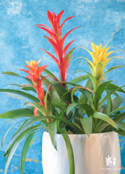 Bromeliad Fam