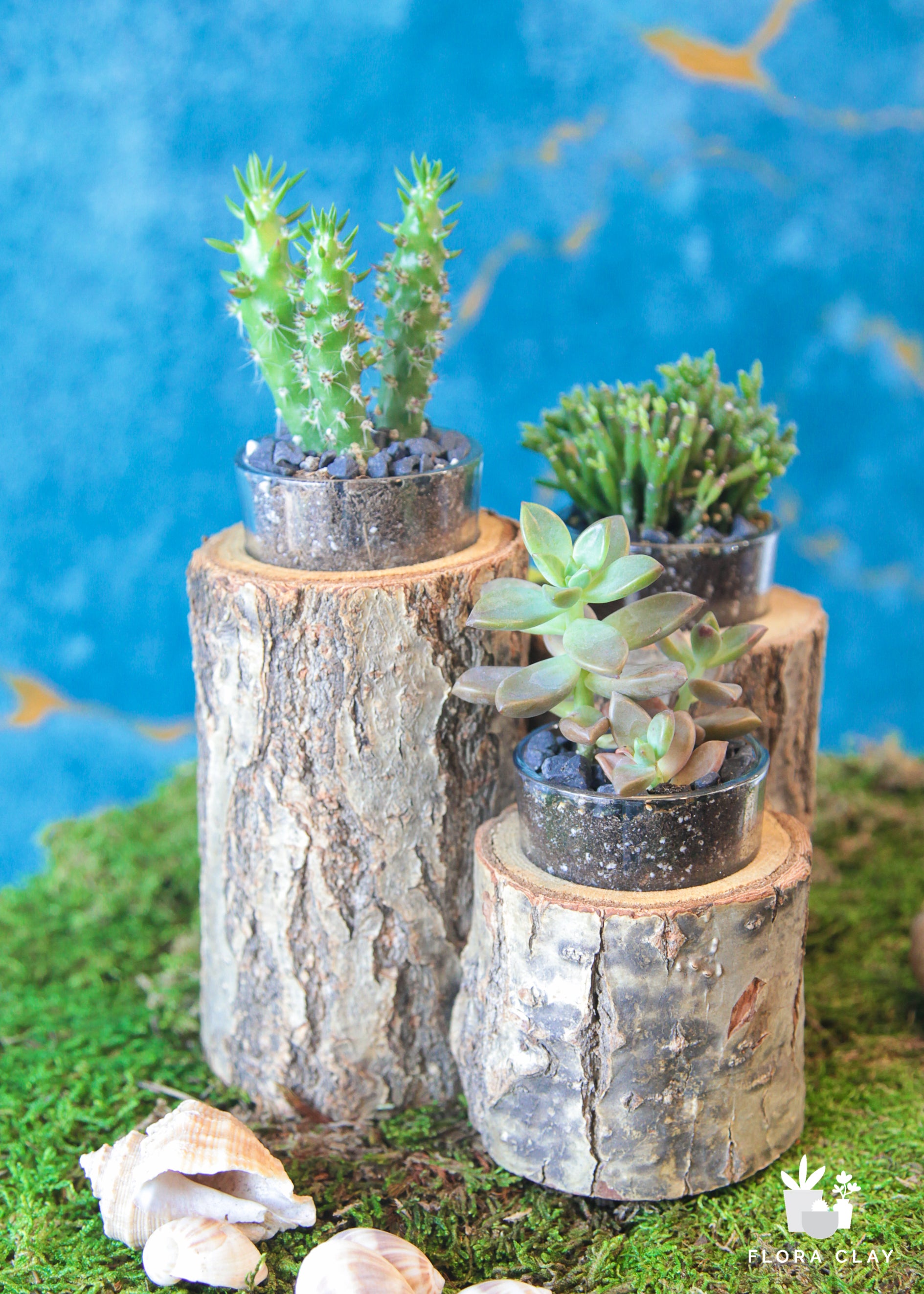 succulents with trunks Stumpies