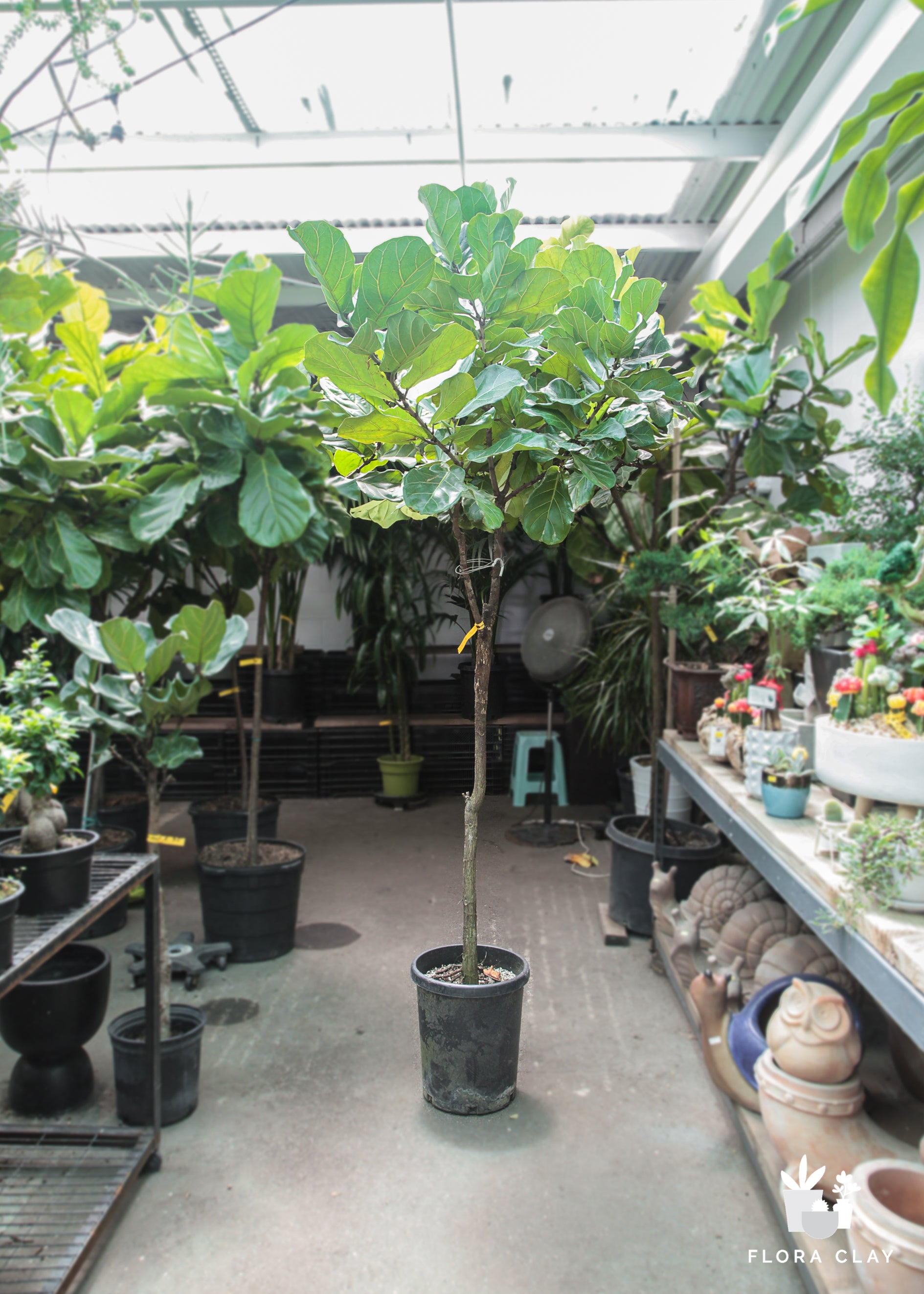 Fiddle Leaf Fig Tree