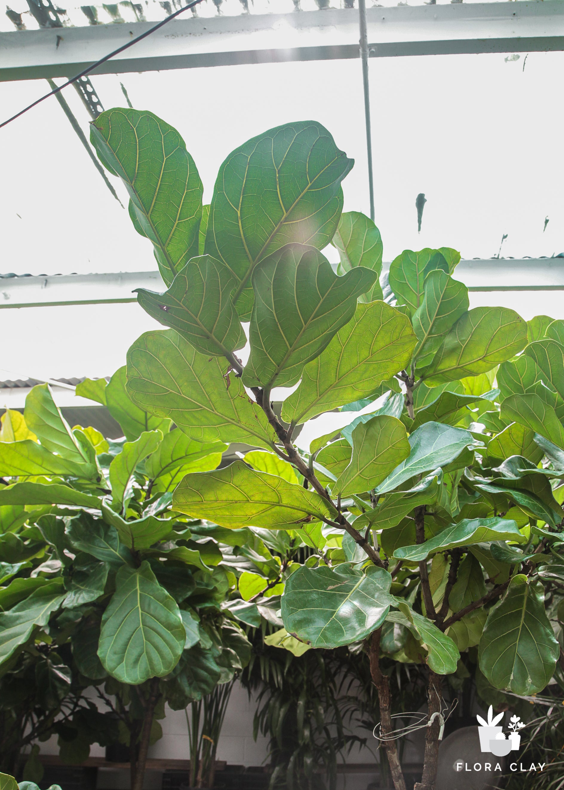 Fiddle Leaf Fig Tree
