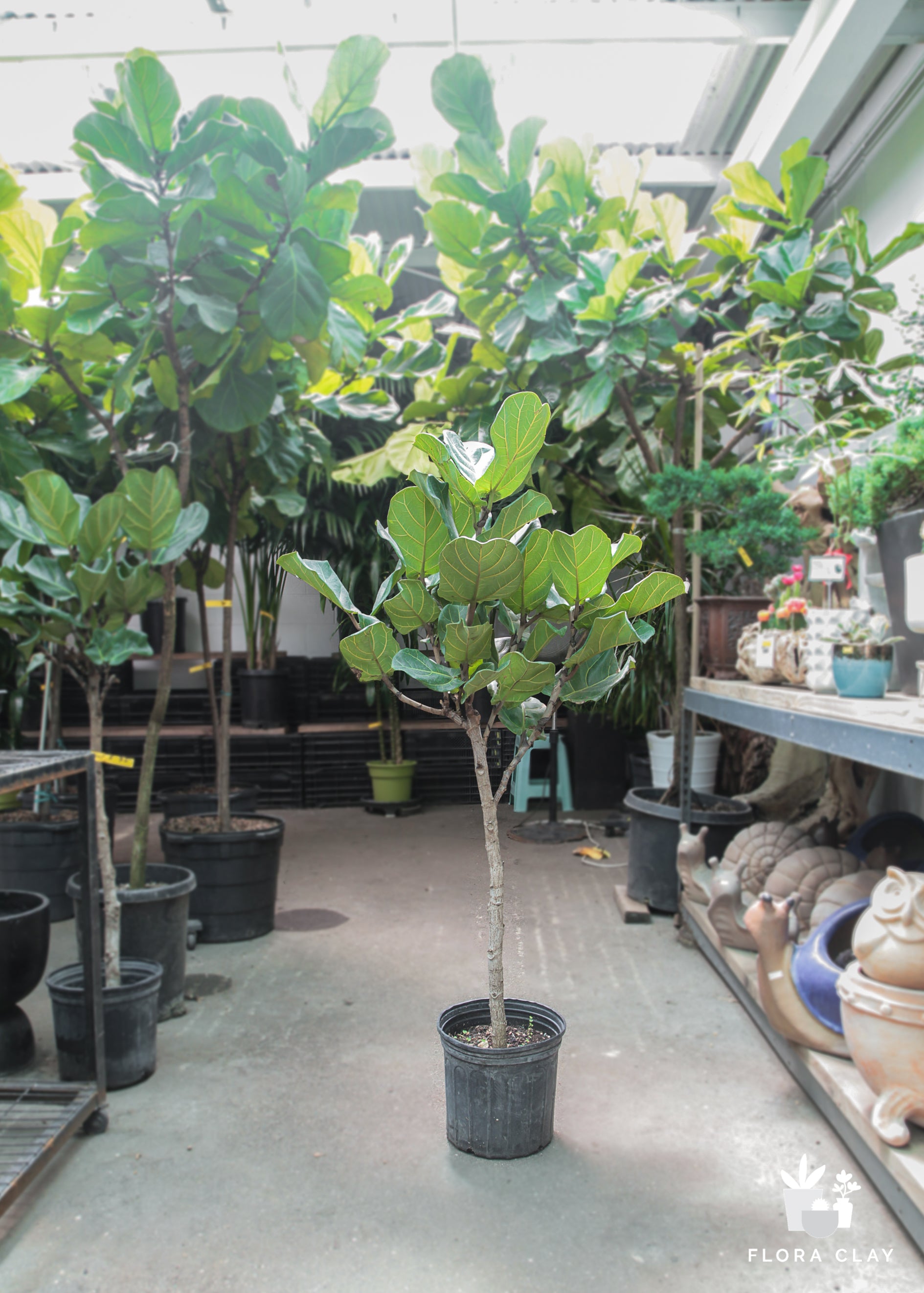 Fiddle Leaf Fig Tree