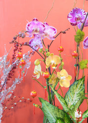 Red Lantern Orchid Arrangement in a Brown Pot