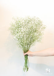 Baby's Breath