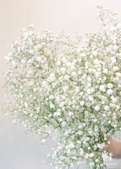 Baby's Breath