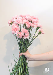 Pink Carnations