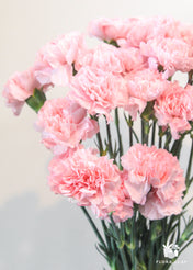 Pink Carnations