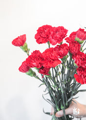 Red Carnation