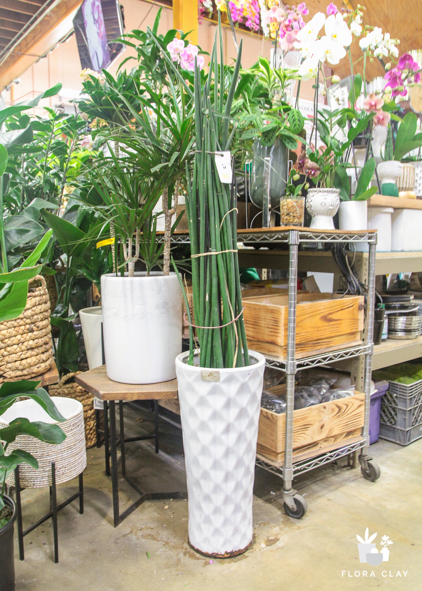 indoor plants arrangement Stuckyi