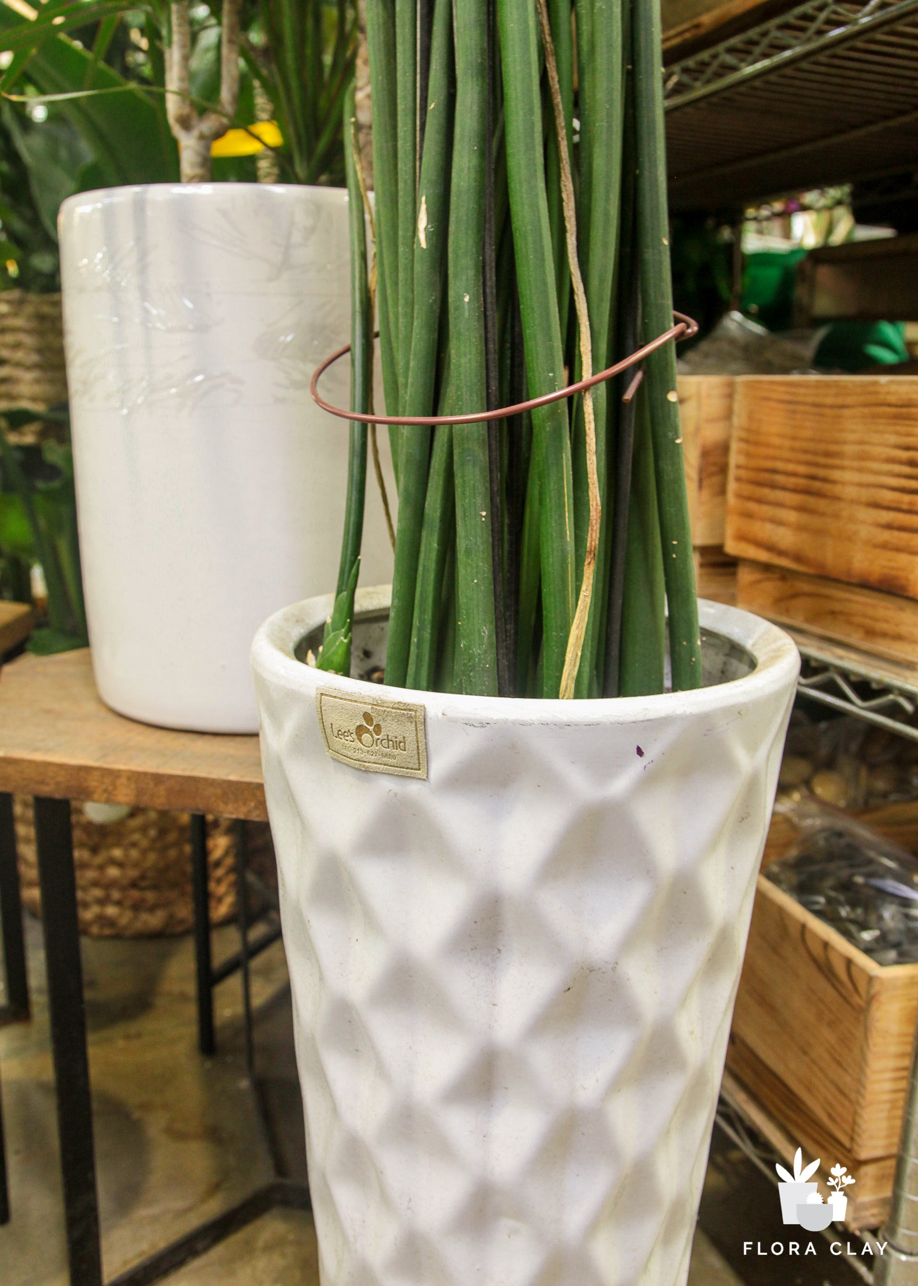 dracaena stuckyi care Stuckyi