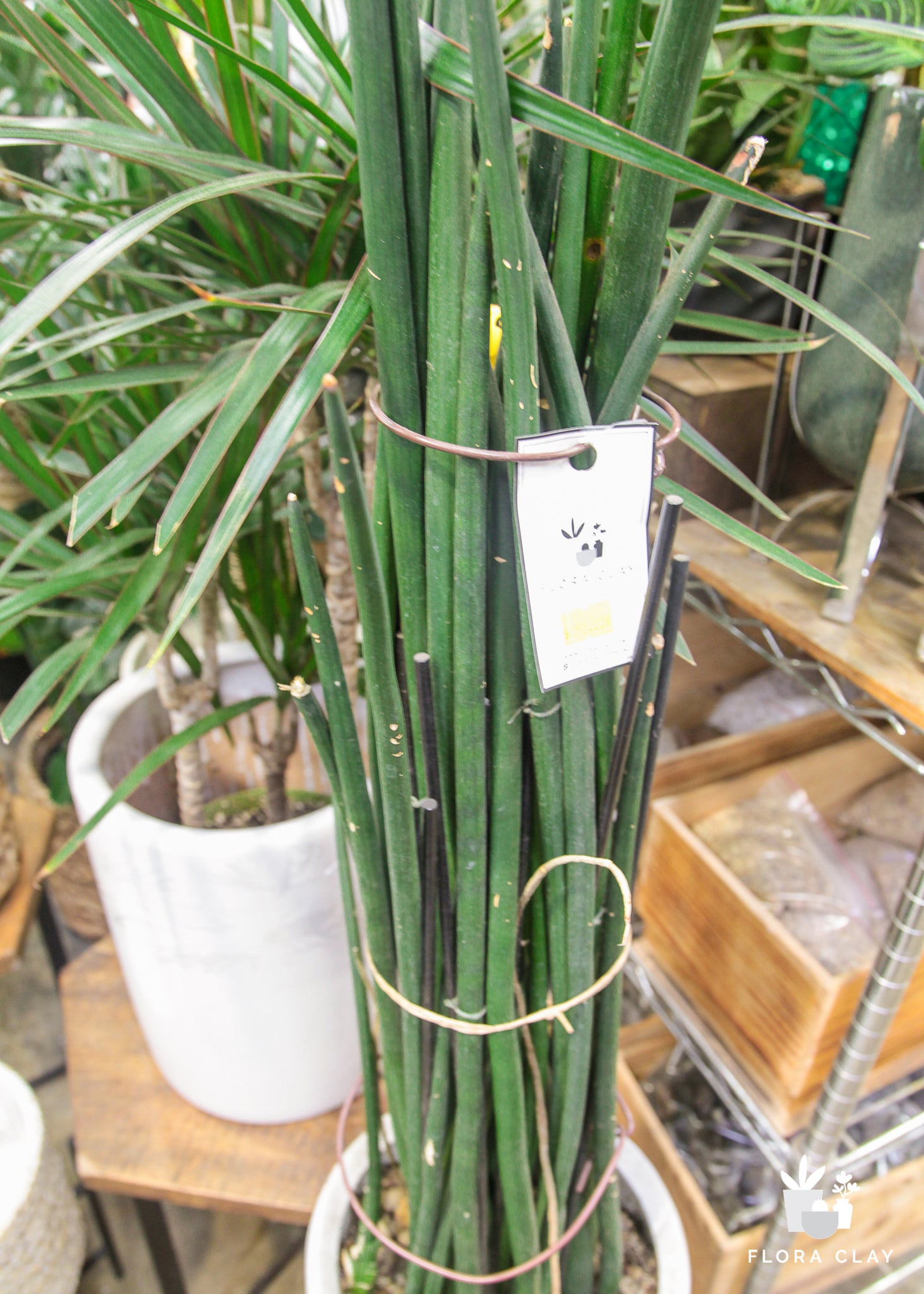 dracaena bacularis Stuckyi